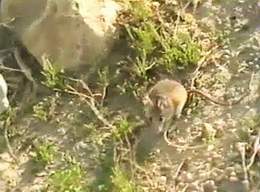 Field Mouse by the Dead Sea