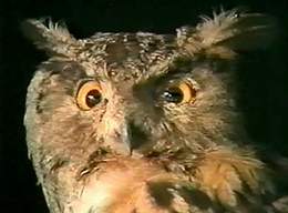 Owl