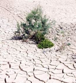 Plants on Dry Salty Soil by Shore of Dead Sea