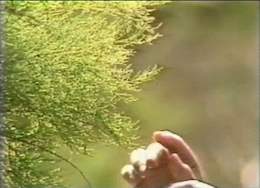 Salt Loving Plants