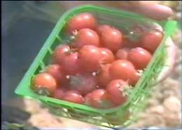 Tomatoes Grown by the Dead Sea