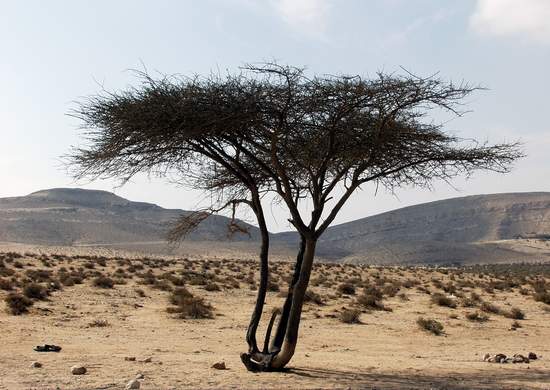 Desert Tree Growing by the Dead Sea