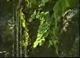 Tropical Plants Growing in Ein Gedi Springs