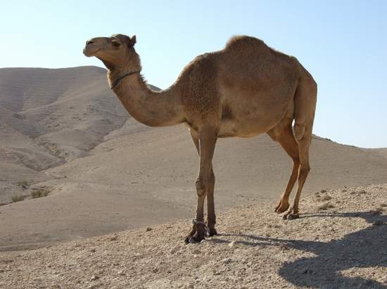 Camel - Against Arid Hills by the Dead Sea